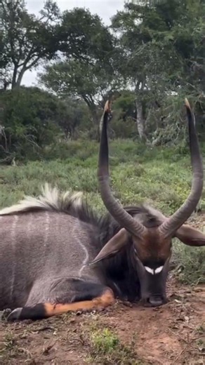 The King of the African Bush