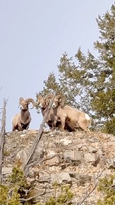 A tough mirage but three nice rams watching some wolves across the Lamar valley. #bighornsheep #wildsheep #wolves #wildsheepfoundation #yellowstone | Good Bull Outdoors