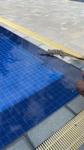 Thailand Khao Lak Sentido Varan