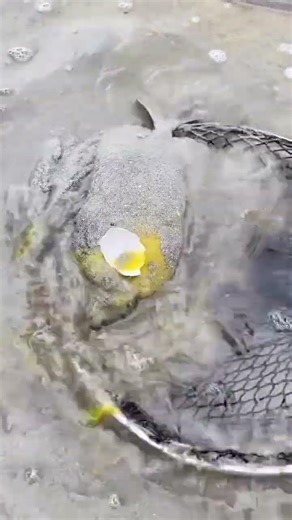 Sand Spinefoot #eelcatch #fishcatching #fish #seafoodprep #fishing #satisfying #food #beach #funny