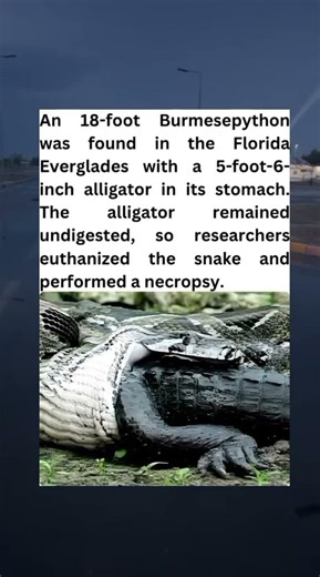 An 18-foot Burmese python was found