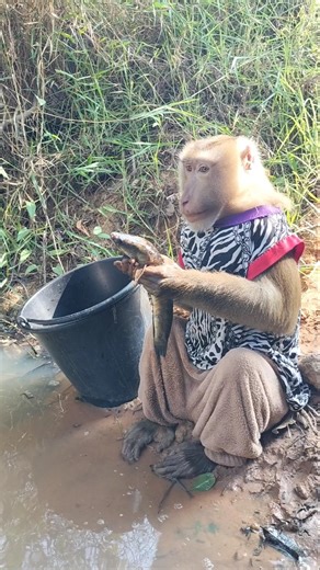 Best Video Animals And Funny Around The World #shorts