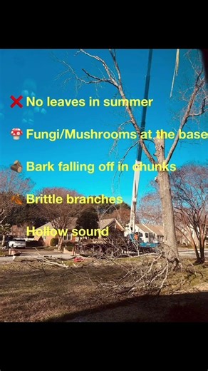5 signs your tree is dead #treeservice #newportnews #yorktown #cranesequipments#yard