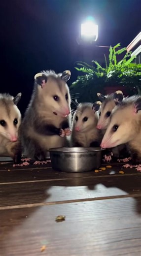 The motion light turns on… and all five possums start acting like they got an electric shock! 😂 Same spot, same time — full drama! #possum #funnyvideos #viralreelschallenge | Possum American