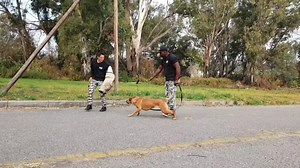 1.4K reactions · 132 shares | Personal Protection K9 Training...