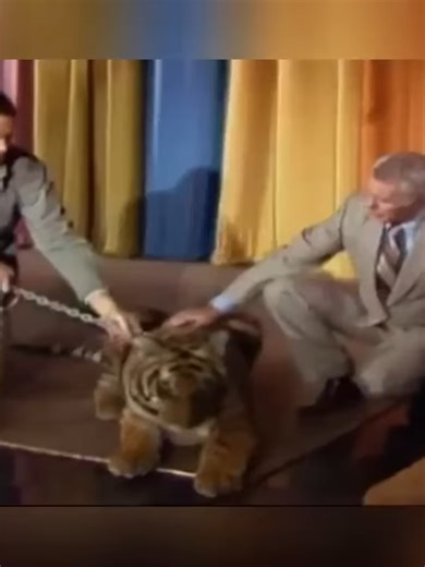 The Johnny Carson Show Animal Antics With Jim Fowler 😂😂 | Funny Talk Show 70s 80s