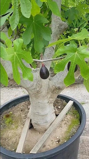 Huge container Fig Tree