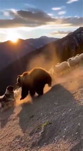 Caucasian Shepherd Dog: Defender of the Georgian Mountains
