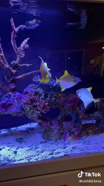 Explore the Beauty of a 250 Gallon Saltwater Aquarium