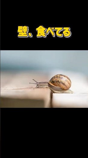 カタツムリがコンクリートを食べる理由#動物雑学 #雑学 #動物の不思議 #動物 #虫 #カタツムリ