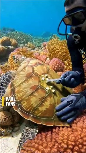 Cleaning Parasites from a Sea Turtle Shell 🐢#shorts #seaturtle #reels #rescue