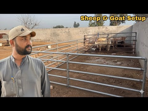 "Finally Plan Final Ho Gaya! ✅ Ab Banega Bakriyon & Sheep Ka VIP Setup