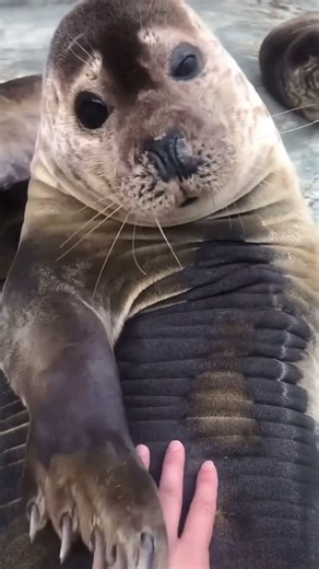 OneOceanEducation #savesharks on Instagram: "Seals are highly intelligent and social marine mammals, often displaying playful and curious behavior when interacting with their environment. In a remarkable display of mimicry, a seal was observed responding to a gentle pat by reciprocating with a pat of its own. This interaction highlights the seal’s inquisitive nature and advanced sensory awareness, as these animals rely on touch and social bonding both in the wild and in human interactions. While