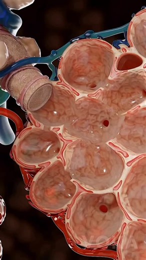 medical_animation on Instagram: "How do your lungs keep breathing easy? 🫁 Part 2 Inside the alveoli, Alveolar Type II cells produce a special substance called surfactant, which reduces surface tension and keeps the alveoli from collapsing as you exhale. Without surfactant, these air sacs would stick together, making it difficult to breathe. This amazing adaptation ensures your lungs expand easily with every inhale and exhale. But that’s not all—your alveoli are also the site of gas exchange, th