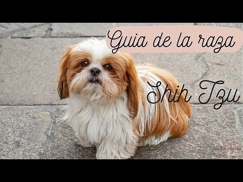 ! Perro Shih tzu, guía completa de la raza !