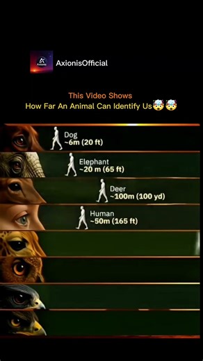 How Far Can Animals Detect Humans? 🐾🔍