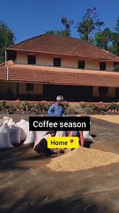 Once the pulped Arabica coffee 🍒( Parchment ) is sun-dried 🌤.They are good to bag - Chikmagalur📍 The drying operation is the most important stage of the process since it affects the final quality of the green coffee. A coffee that has been overdried will become brittle and produce too many broken beans during hulling (broken beans are considered defective beans). Coffee that has not been dried sufficiently will be too moist and prone to rapid deterioration caused by the attack of fungi and ba