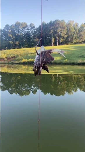 The best catfish bait!!