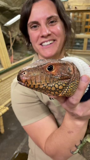Our beautiful caiman lizard all dressed for the holidays! 🦎 #animals #repties #reptilelover #reptilebreeder #livingthedream