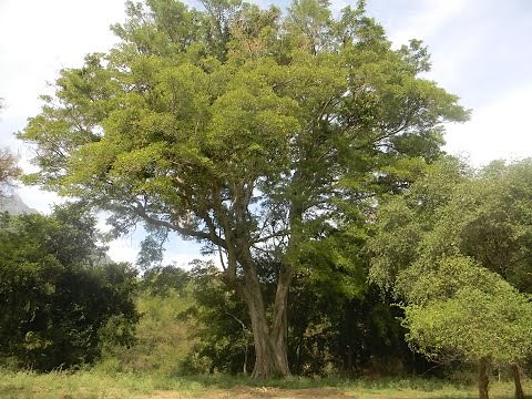 Indian Forest Bird Sounds Relaxing nature for sleep study work and relaxing