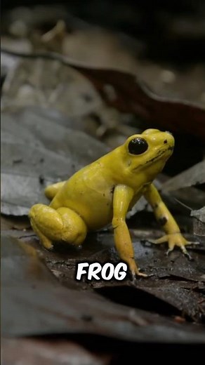 How Tribesman Uses FrogTo Hunt A Monkey #facts #animalfacts #wildlife