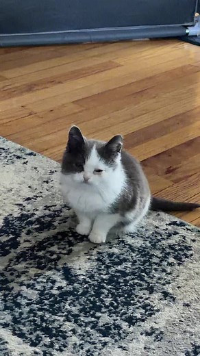 Kermit the Cat: Camera Shy Dwarf Cat's Funny Meows