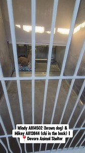 🚨🚨 COURTESY POST PLEASE SHARE 🚨🚨 Two smalls that have no social media presence on IG, TikTok, YouTube or anywhere that would give them a shot at finding help. Please share both & help them get seen! Mikey & Windy are kenneled together but did NOT come in together. Both need urgent help! Mikey #a813844 🩹 Urgent medical adopt (call the shelter at the number listed below for this info) 🩹 I am a tricolor, unaltered male, who looks like a Chihuahua - Smooth Coated. I am estimated to be 2 years 