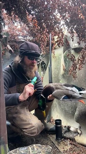 FIRST MALLARD DRAKE of the YEAR 🦆 🙌 #duckhunting #duck #hunting #duckmen