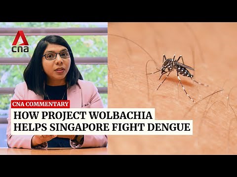 How Project Wolbachia helps Singapore fight dengue | Commentary