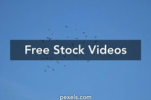 Feathers Videos, Download The BEST Free 4k Stock Video Footage & Feathers HD Video Clips
