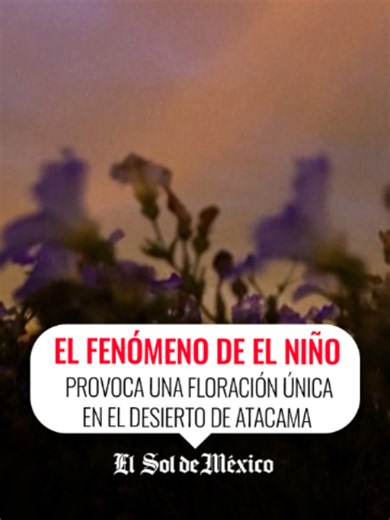 Un colorido e inusual manto de flores cubre el Desierto de Atacama, uno de los lugares más áridos de la Tierra, después de que el fenómeno climático El Niño provocó abundantes lluvias invernales en el norte de Chile. #elniño #chile #desierto