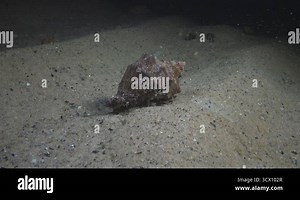 The predatory gastropod Veined Rapa Whelk (Rapana venosa) crawls along the sandy bottom Stock Video Footage - Alamy