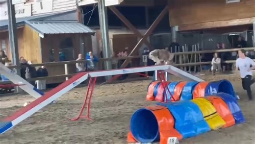 Dernier jour du Grand Prix de France 🇫🇷 pour Etelia et Palma. Et quel dernier parcours… Etelia termine 10ème sur 154 inscrits… 10ème à 15 ans en ayant monté sa chienne seule, c’est juste incroyable… Frustration d’être à une place de la Finale parce qu’ils ne prenaient que les 6 premiers. Dommage qu’il n’y ait pas de cumul au vue de la régularité de son travail. Mais quel PLAISIR de voir ça 😍 Faire de l’Agility, c’est : - s’entraîner afin d’être sportif et performant sur le terrain - apprendre
