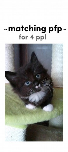 Matching PFP for 4 People - Funny & Cute Ideas