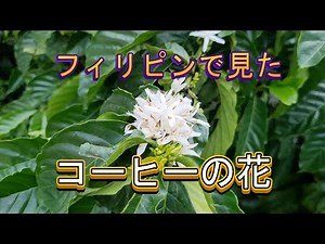 フィリピンのコーヒーの花と実を紹介