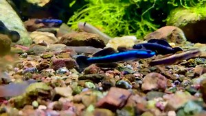 Blue Neon Goby (Stiphodon sp.) https://www.myhomenature.net/blue-neon-goby-stiphodon-sp.html | My Home Nature
