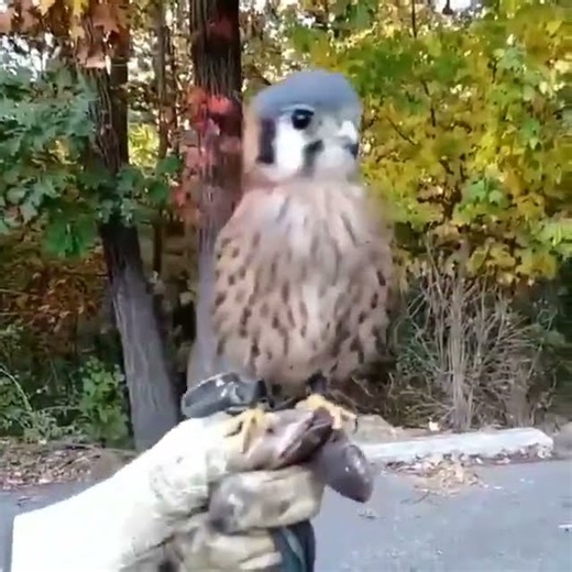 Why Is This Bird Staring at Me?