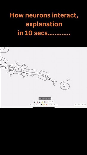 Neuronal chain interaction in 10 seconds #anatomy #science #sciencefacts #medico