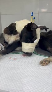 🆘🆘🆘🆘🆘🆘 IF YOU CAN DONATE A LITTLE TOWARDS DIEGO’S CARE, PLEASE DO….. WE REALLY NEED YOUR HELP. WE RELY ON OUR SUPPORTERS 100%, AS THE BRAZILIAN GOVERNMENT DOESN’T GIVE US A PENNY. ANY HELP YOU CAN GIVE WILL BE EXTREMELY APPRECIATED🙏🙏🙏 DIEGO HAS A LONG ROAD TO RECOVERY AHEAD OF HIM. HE WILL BE HOSPITALIZED FOR MANY DAYS, RECEIVING CONSTANT CARE, 24/7. AS YOU CAN IMAGINE, HIS HOSPITAL BILL IS GROWING SUBSTANTIALLY BY THE DAY. Diego is being monitored 24/7 and is having his surgical site c