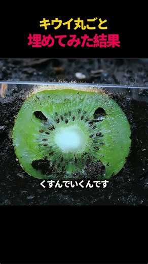 The result of burying a whole kiwi