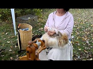 Angora bunny spinning