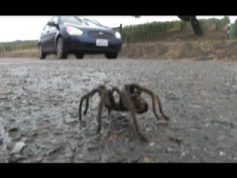 Tarantula Migration