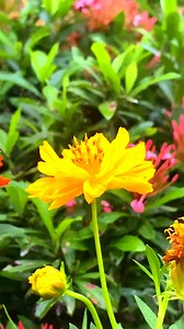 321K views · 4.3K reactions | Sulfur cosmos flower in the garden#sulfurcosmosflower #flowers #garden | Maloti Vabi | Facebook