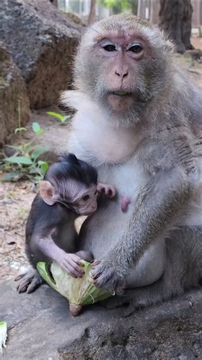 Baby Dimitri & Mum Daisy Eats Lotus