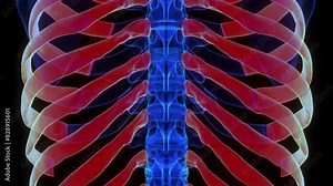 Human skeleton rib cage anatomy 3D rendering for medical concept