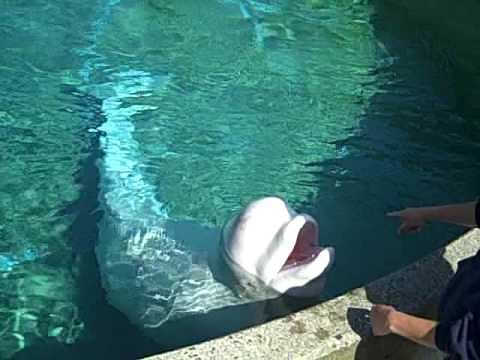 Beethoven the Beluga Whale (Whale Sounds)