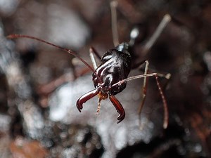 アギトアリという大型ハリアリとは？飼育方法や生息地・特徴を解説