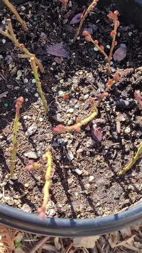 Update On Trying To Root Blueberry Cuttings