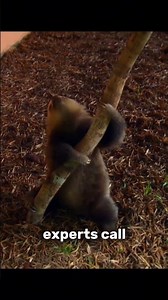Sloths have a special poo dance 💩 #shortsvideo