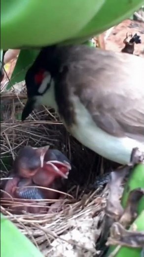 Mother Feeding Their Babies | Baby Birds Eating